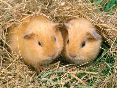 Baby rabbits - rabbit, baby, rodent, animal, sweet