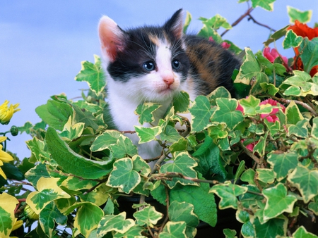 Sweet baby cat - baby, cat, leaf, garden, kitten