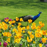 Peacock and Flowers for my CroZg friend