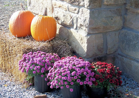 pumpkins and flowers - flowers in pots, two pumpkins, art photo, nice, house corner