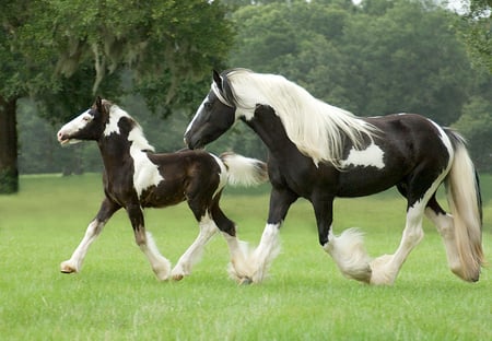 Tinker Mare and Foal - horses, tinker, gypsy vanner, foal, mare