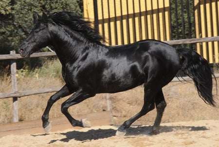 Hispano-Arabian - horses, spanish, andalusian, crossbreed, arabian, black