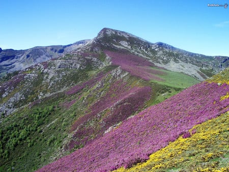 Mountain Wildflowers - blooms, hills, yellow, scenery, colour, lavendar, beautiful, scenic, pink, flowers, mountains, wild