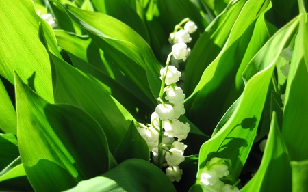 Lily Of The Valley - flowers, nature, beautiful, green, lily of the valley