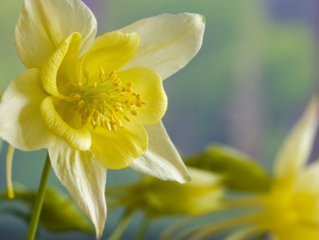 Yellow Columbine - beautiful, flowers, columbine, yellow, nature