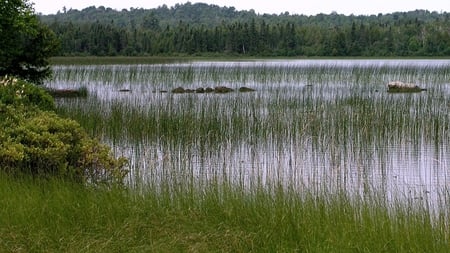 Water Grass - nature, water, grass, beautiful