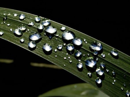 makro leaf - black, forces, water, nature, green, makro, dark