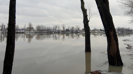 Trees in Water - nature, water, trees, beautiful