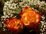 most-beautiful-red-yellow-rose