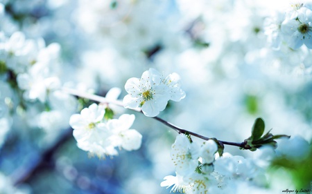 cherry-blossom - nature, blossom, leaf, cherry, flowers