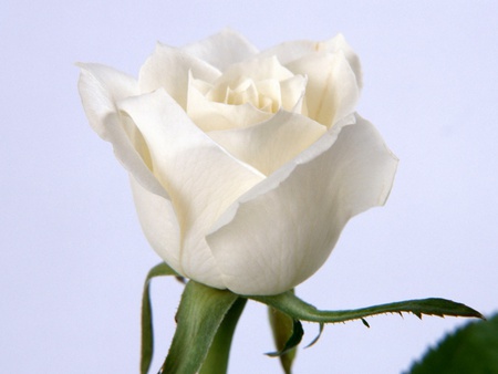 white rose - white, nature, green, flowers, leaf, rose