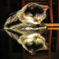 Cat's Reflection