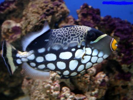 african-fish - animals, water, fish, coral, beach, african, blue