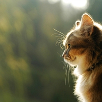 NICE CAT