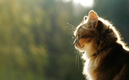 NICE CAT - nice, shines, adorable, fluffy, cat, kitty, feline, cute