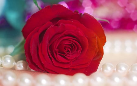 Red rose - rose, flower, pearls, red