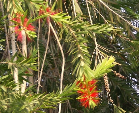 Bottle brush flowers - flowers, bottle brush, nature