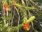 Bottle brush flowers