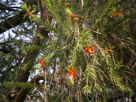 Bottle brush flowers - flowers, bottle brush, nature