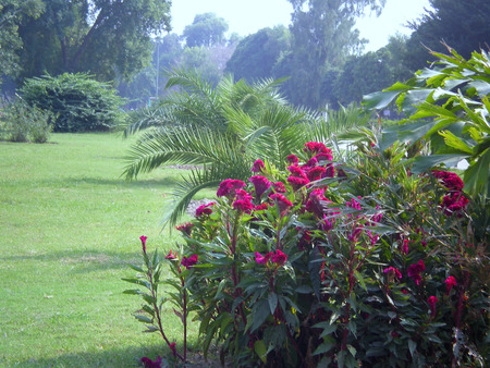 flowers - flowers, nature, pink