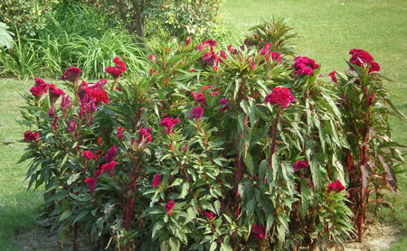 Flowers - flowers, nature, pink