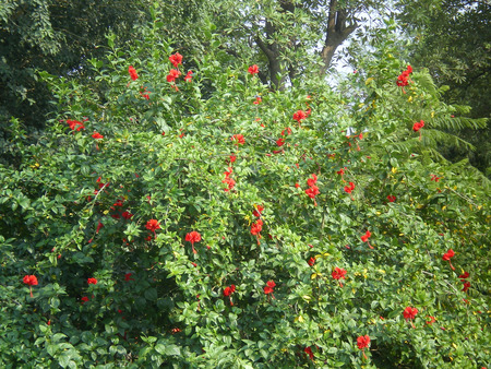 Hibiscus flowers - nature, hibiscus, flowers