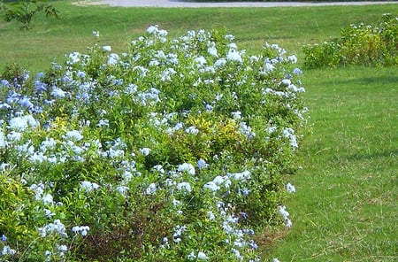 flowers bed - flowers, flowers bed, nature