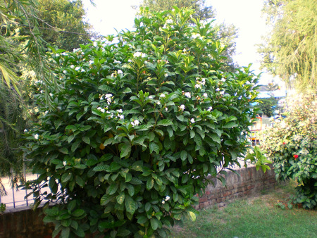 Flowering tree - flowers, flowering tree, nature