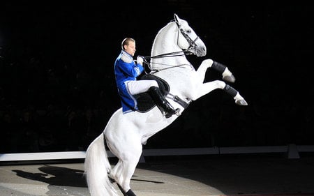 Lippizan Performance - dressage, white, horses, lippizaner, vienna, lippizan, austria