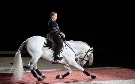 Lippizan Performance - dressage, white, horses, lippizaner, vienna, lippizan, austria