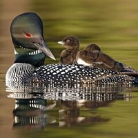 Chicks on Bird