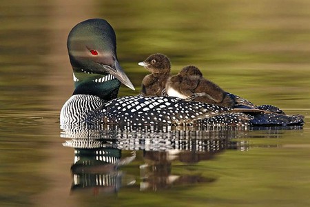 Chicks on Bird - bird, picture, beautiful, chicks