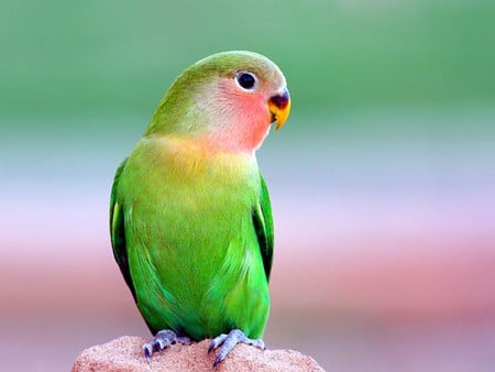 Beautiful Parrot - beautiful, colors, parrot, picture