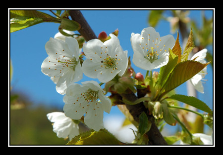 flowers - flowers, nature, good, beautiful