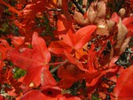 red flowers