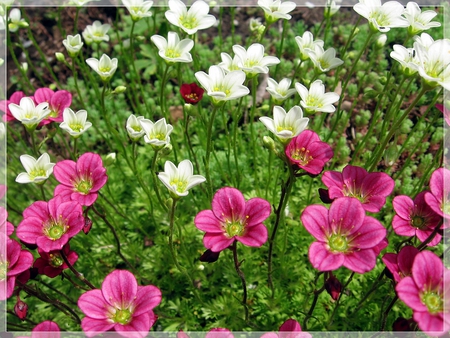 flowers - nice, photography, gentle, nature, white, purple, cool, beautiful, green, flowers, grass, flower