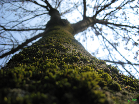 that a tree - lakes, tree, nature, green