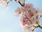 pink flowers