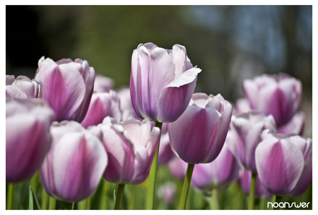 pink flowers - nature, flowers, pink, spring