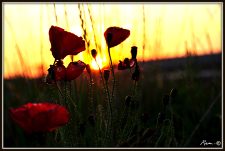 flowers for u baby - green, flowers, sunset, spring