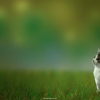 Cute Kitty