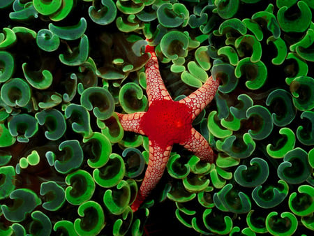 coral-star - star, coral, water, red, green, fish, animals