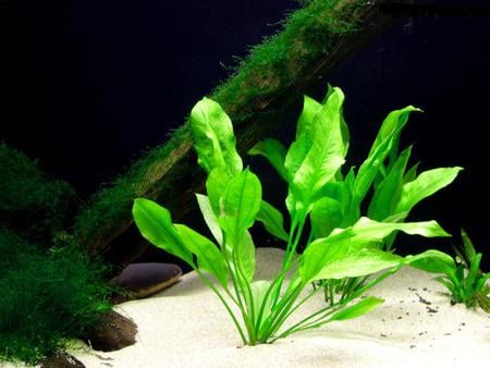 aquarium-plant - water, wood, aquarium, grass, forest, sand, nature, green, leaf