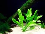 aquarium-plant