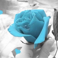 Baby blue rose