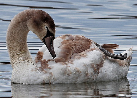 The turning - swan, white and brown, water, feathers, young, cygnet, swimming