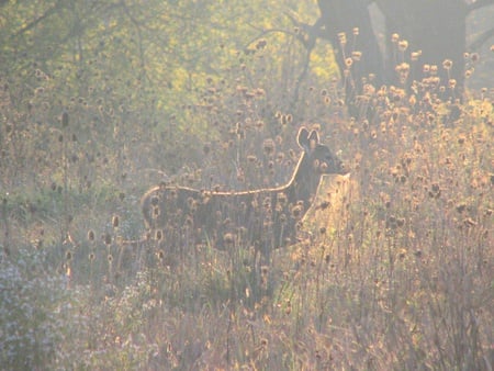 young lady in the morning - sunrise, ohio, deer, woods