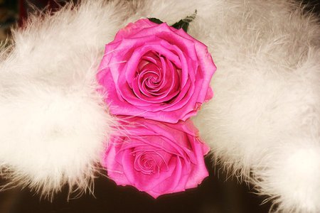 The Gift - flowers, roses, gifts, beautiful, pink