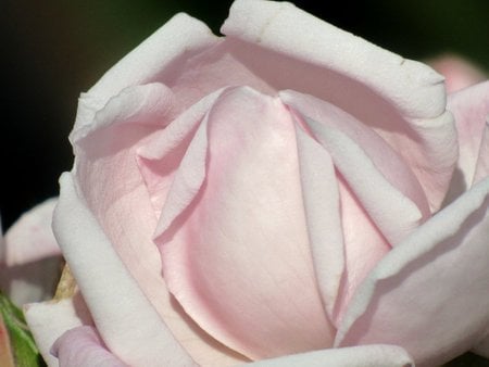 First Rose Kiss - white, rose, kiss, tenderness, beauty, nature