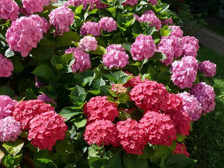 red n pink - good, nature, field, flowers